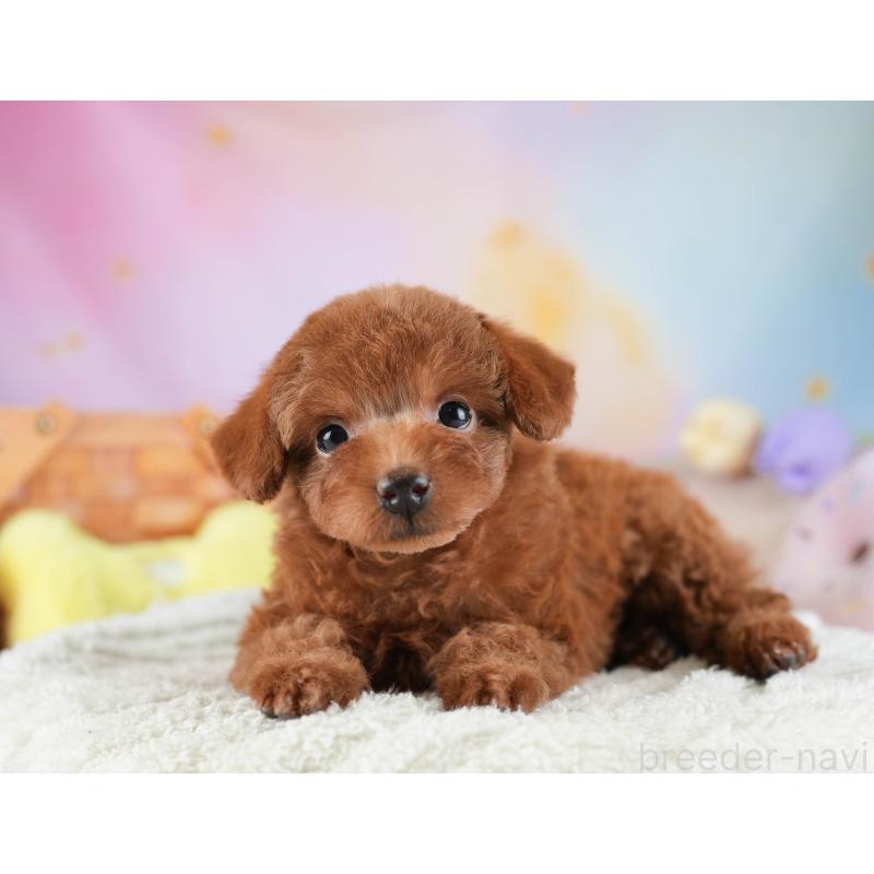 販売中の埼玉県のタイニープードル-446477の10枚目