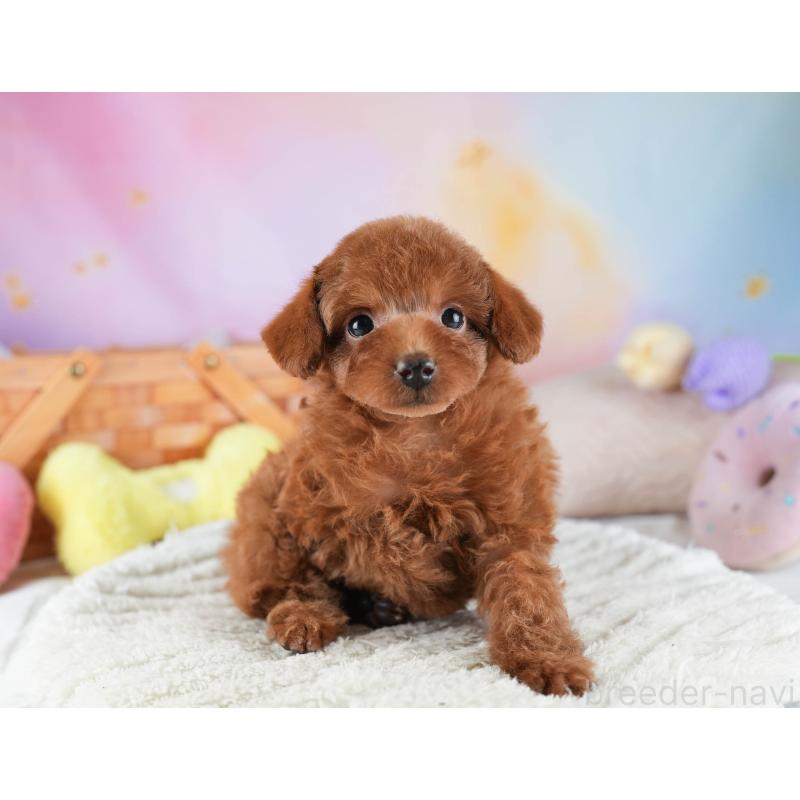 販売中の埼玉県のタイニープードル-446477の8枚目