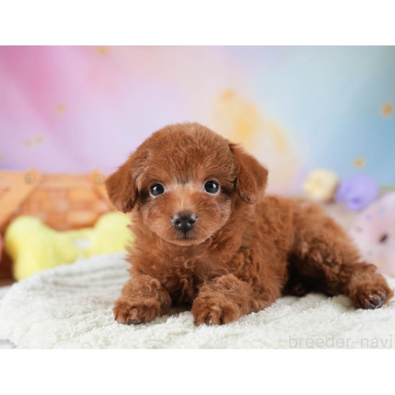 販売中の埼玉県のタイニープードル-446477の6枚目