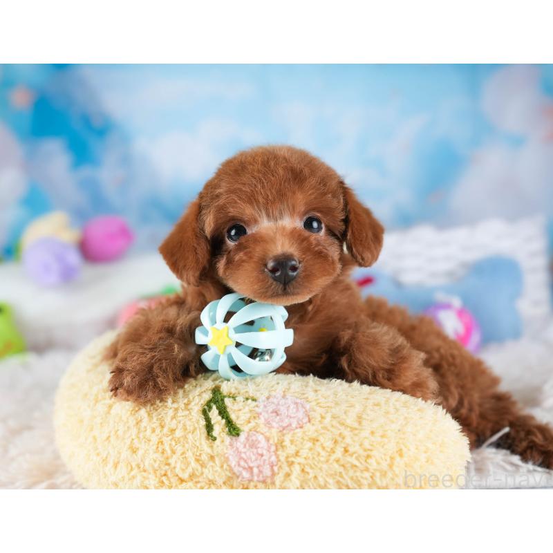 販売中の埼玉県のタイニープードル-446477の4枚目