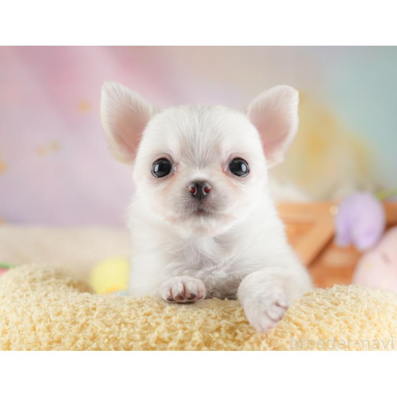 販売中の埼玉県のチワワ(ロングコート)-446501の12枚目