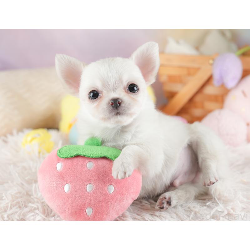 販売中の埼玉県のチワワ(ロングコート)-446501の11枚目