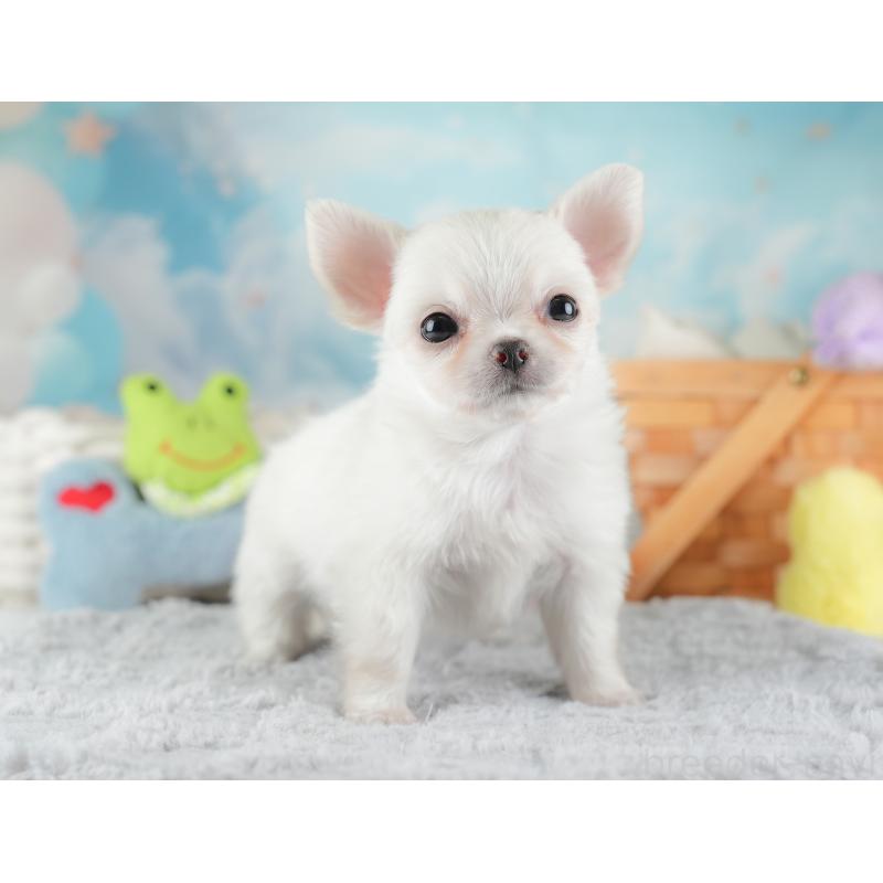 販売中の埼玉県のチワワ(ロングコート)-446501の10枚目