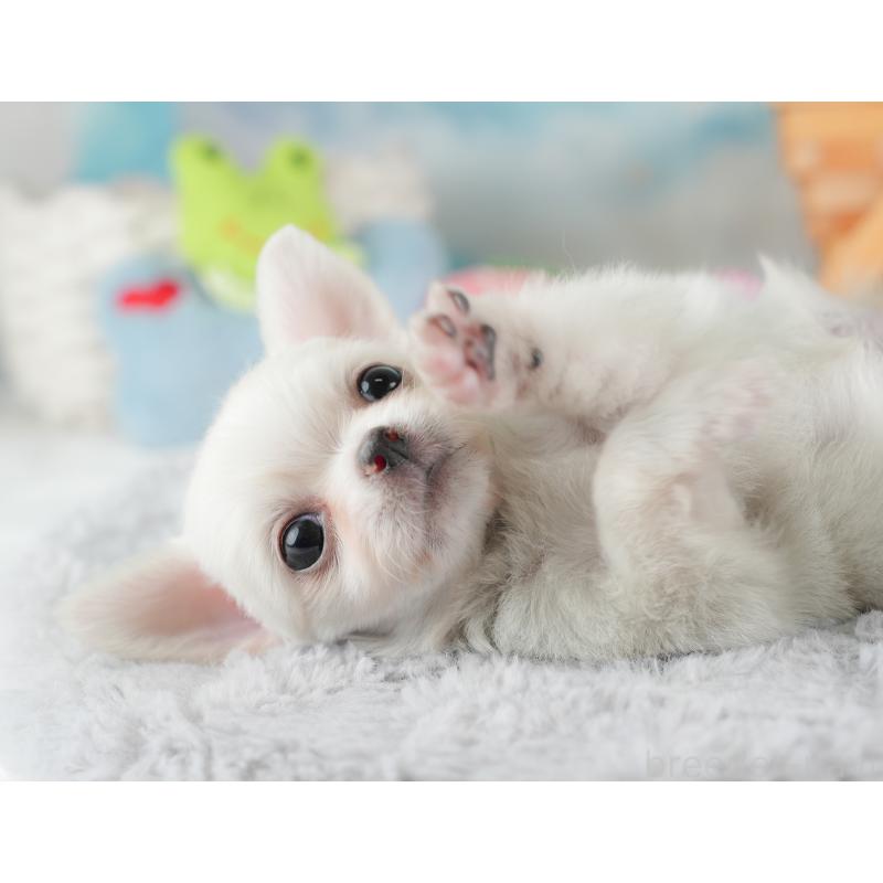 販売中の埼玉県のチワワ(ロングコート)-446501の9枚目