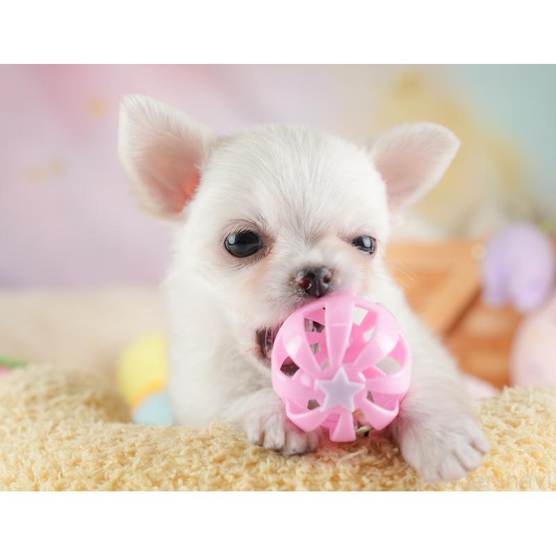 販売中の埼玉県のチワワ(ロングコート)-446501の8枚目