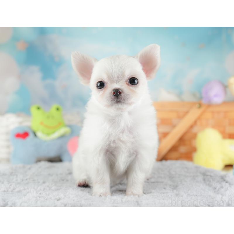 販売中の埼玉県のチワワ(ロングコート)-446501の7枚目