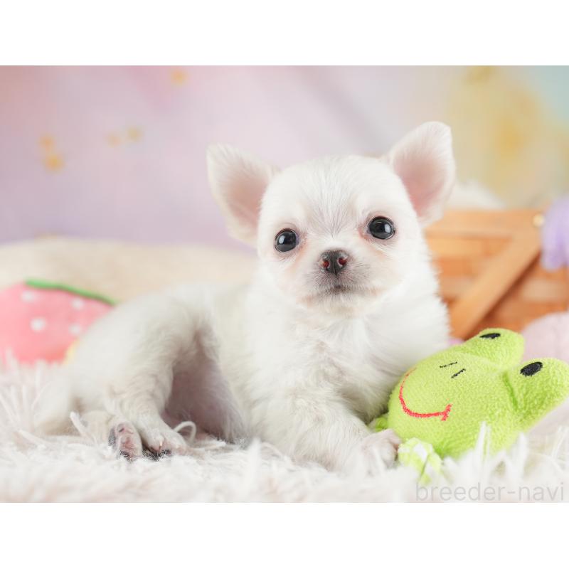 販売中の埼玉県のチワワ(ロングコート)-446501の6枚目