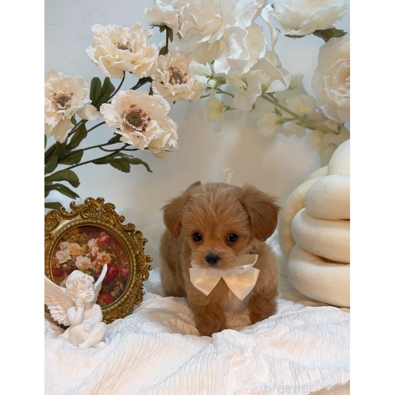 成約済の大阪府のチワプー:チワワ×トイプードル-439092の3枚目