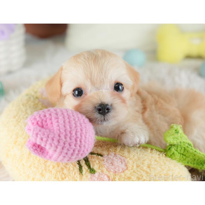 販売中の埼玉県のチワプー:チワワ×トイプードル-446491の7枚目