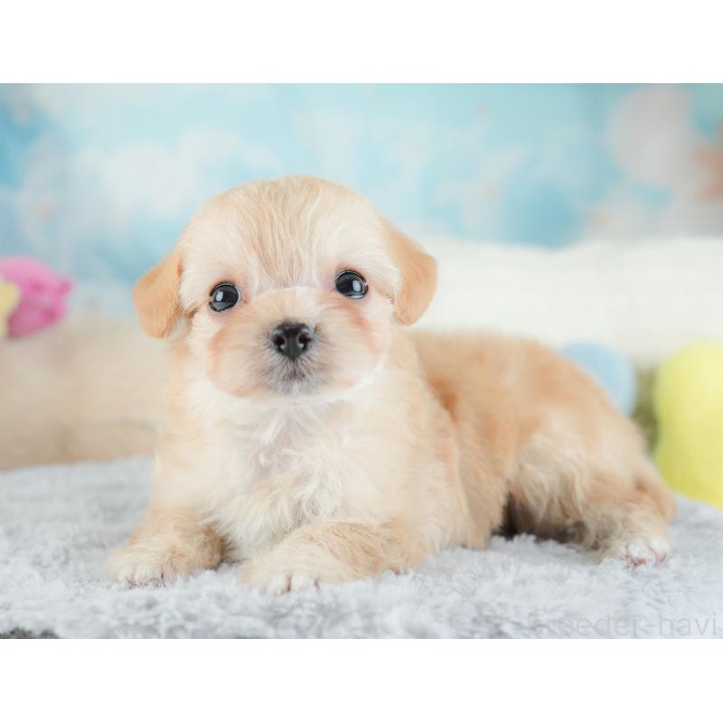 販売中の埼玉県のチワプー:チワワ×トイプードル-446491の4枚目