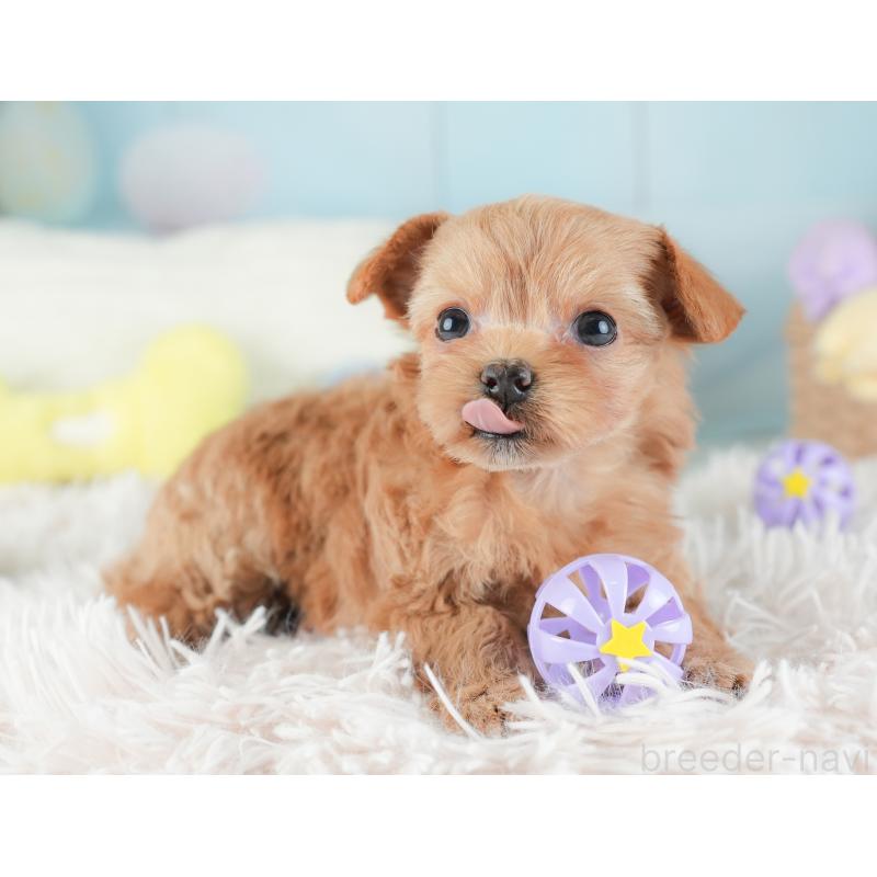 販売中の埼玉県のチワプー:チワワ×トイプードル-446494の10枚目