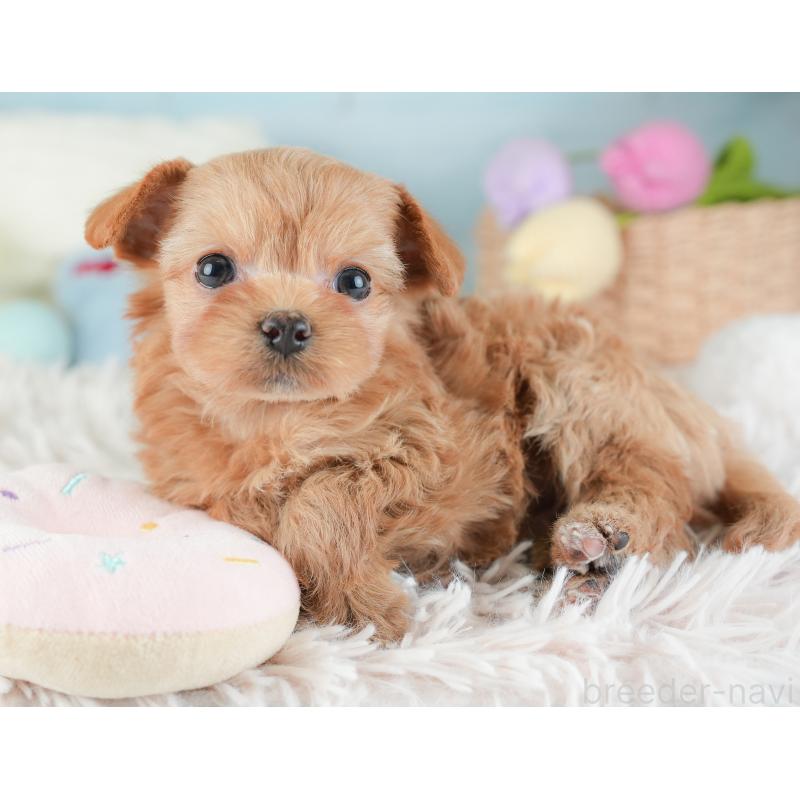 販売中の埼玉県のチワプー:チワワ×トイプードル-446494の8枚目