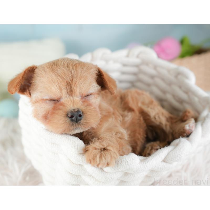 販売中の埼玉県のチワプー:チワワ×トイプードル-446494の7枚目