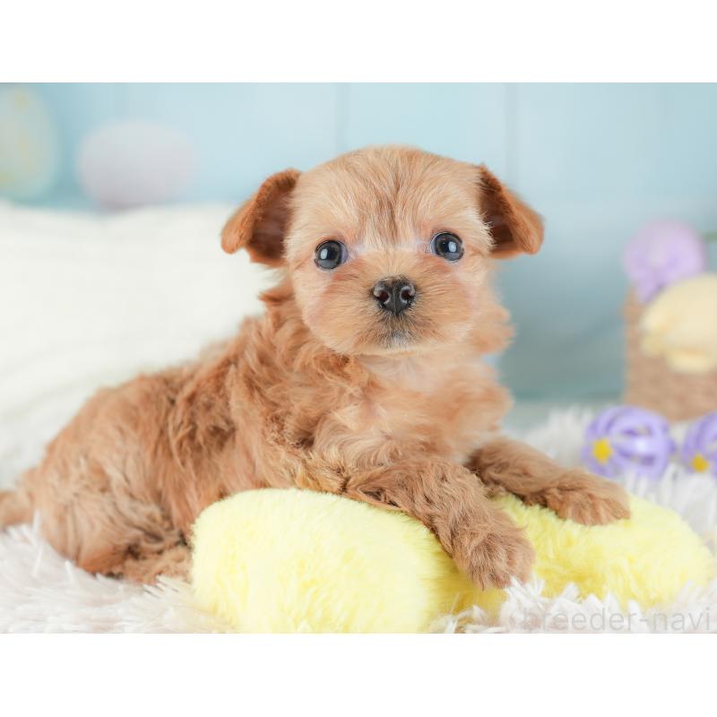 販売中の埼玉県のチワプー:チワワ×トイプードル-446494の5枚目