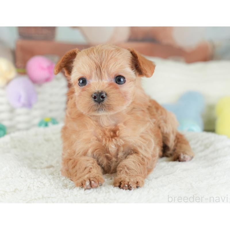 販売中の埼玉県のチワプー:チワワ×トイプードル-446494の4枚目