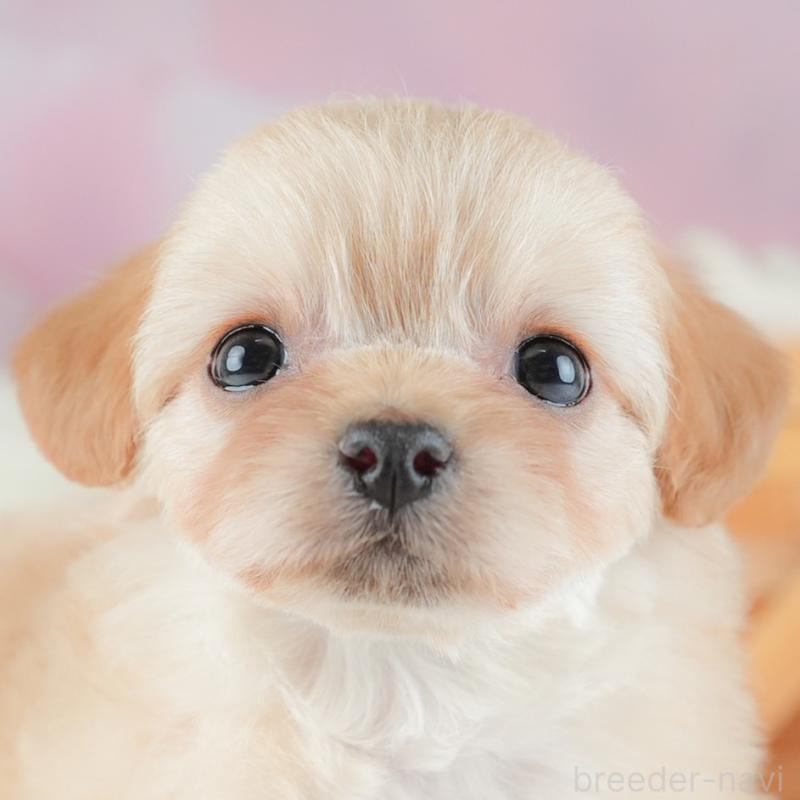 販売中の埼玉県のチワプー:チワワ×トイプードル-446497