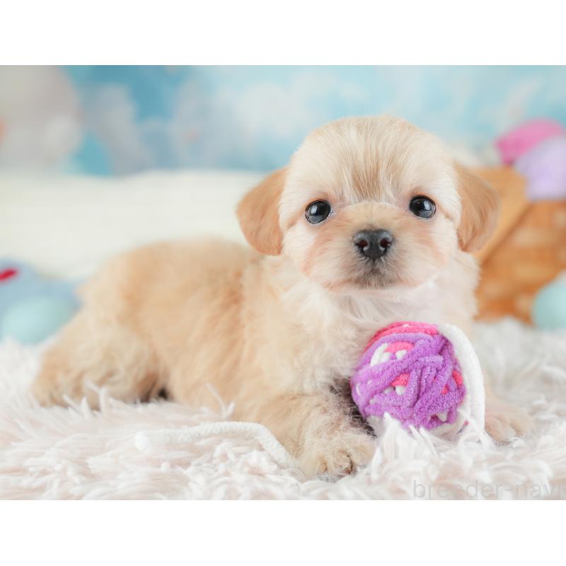 販売中の埼玉県のチワプー:チワワ×トイプードル-446497の12枚目