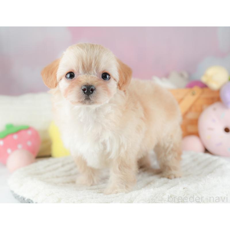 販売中の埼玉県のチワプー:チワワ×トイプードル-446497の11枚目