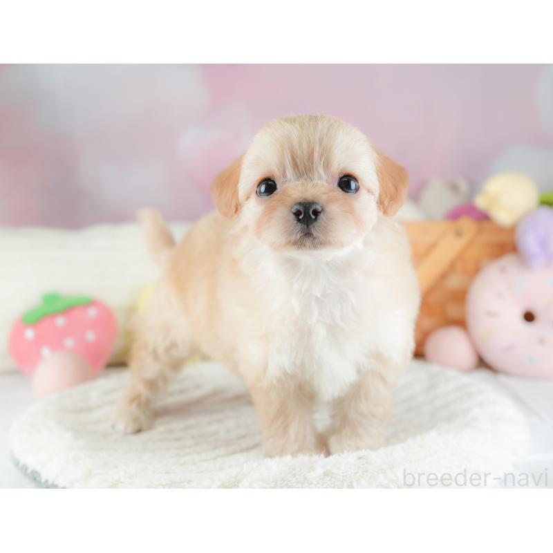 販売中の埼玉県のチワプー:チワワ×トイプードル-446497の8枚目