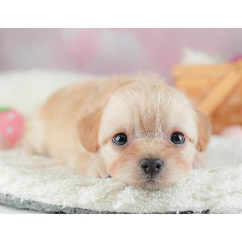 販売中の埼玉県のチワプー:チワワ×トイプードル-446497の7枚目