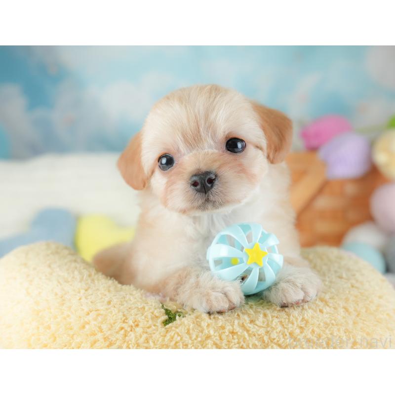 販売中の埼玉県のチワプー:チワワ×トイプードル-446497の5枚目