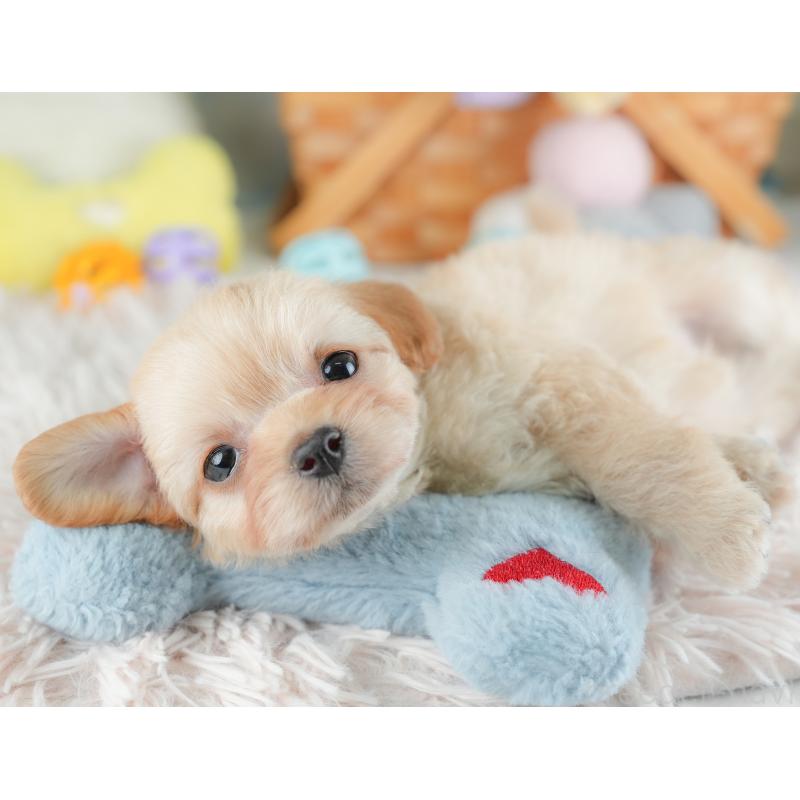 販売中の埼玉県のチワプー:チワワ×トイプードル-446497の4枚目