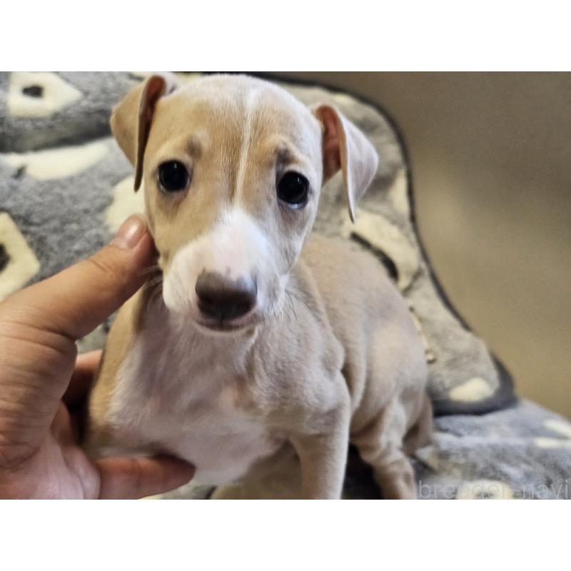 販売中の愛知県のイタリアングレーハウンド(イタグレ)-445482の6枚目