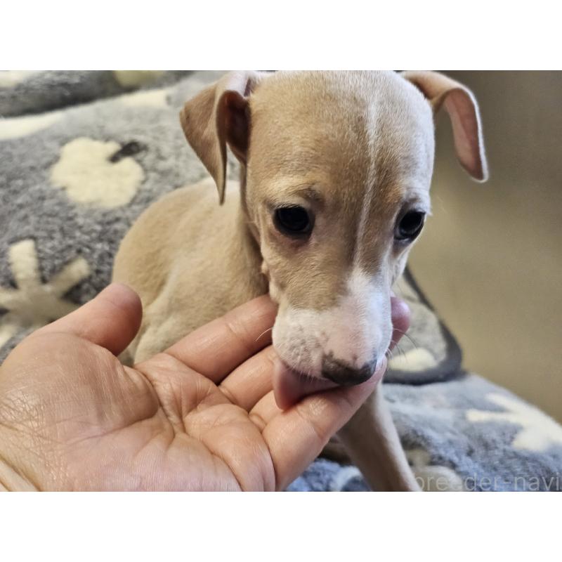 販売中の愛知県のイタリアングレーハウンド(イタグレ)-445482の3枚目