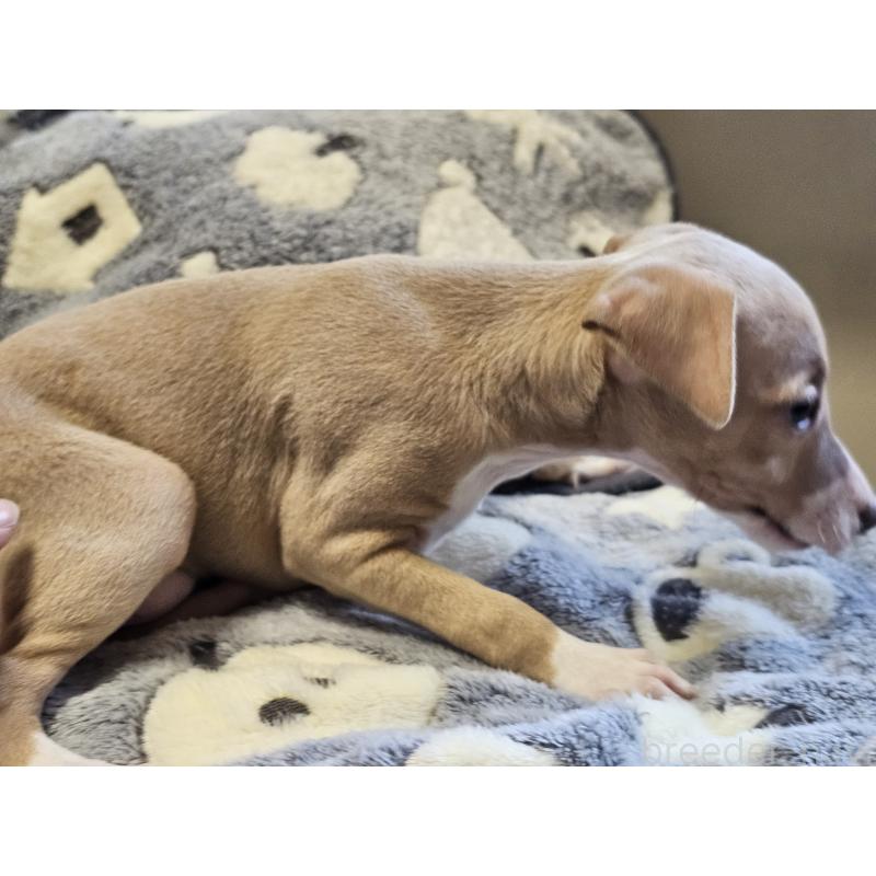 販売中の愛知県のイタリアングレーハウンド(イタグレ)-445482の2枚目