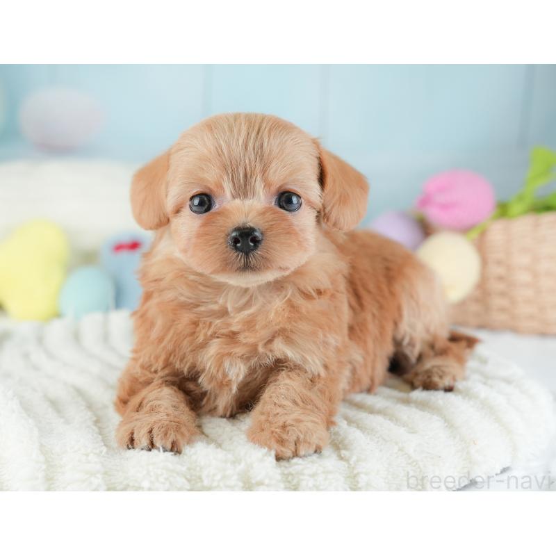 販売中の埼玉県のチワプー:チワワ×トイプードル-446500の12枚目