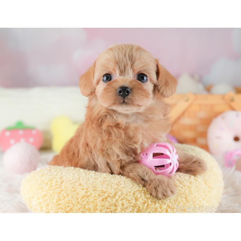 販売中の埼玉県のチワプー:チワワ×トイプードル-446500の11枚目