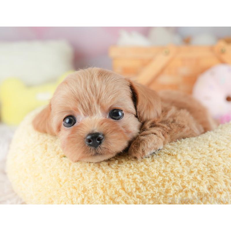 販売中の埼玉県のチワプー:チワワ×トイプードル-446500の10枚目