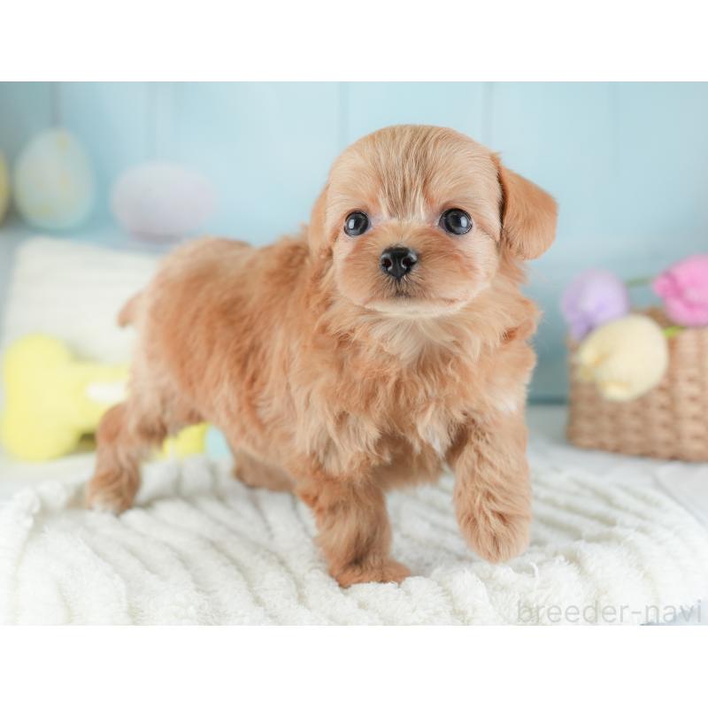 販売中の埼玉県のチワプー:チワワ×トイプードル-446500の9枚目