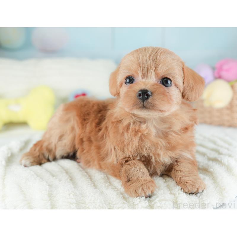 販売中の埼玉県のチワプー:チワワ×トイプードル-446500の7枚目