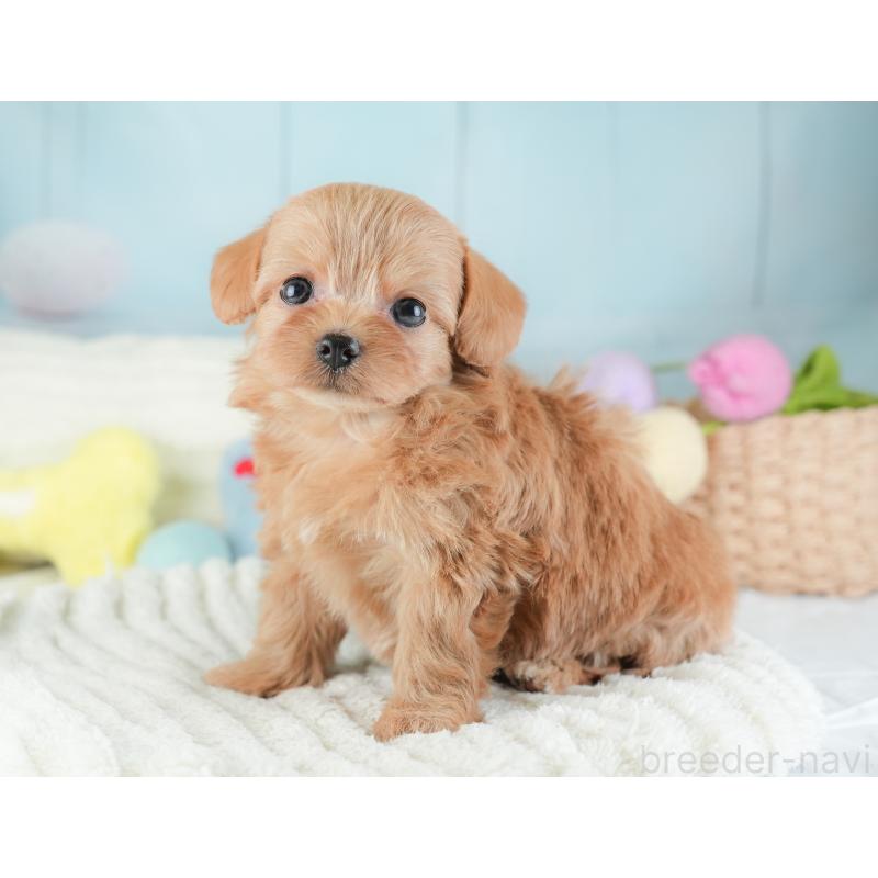 販売中の埼玉県のチワプー:チワワ×トイプードル-446500の6枚目