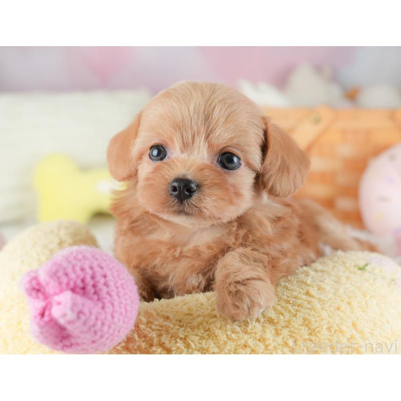 販売中の埼玉県のチワプー:チワワ×トイプードル-446500の5枚目