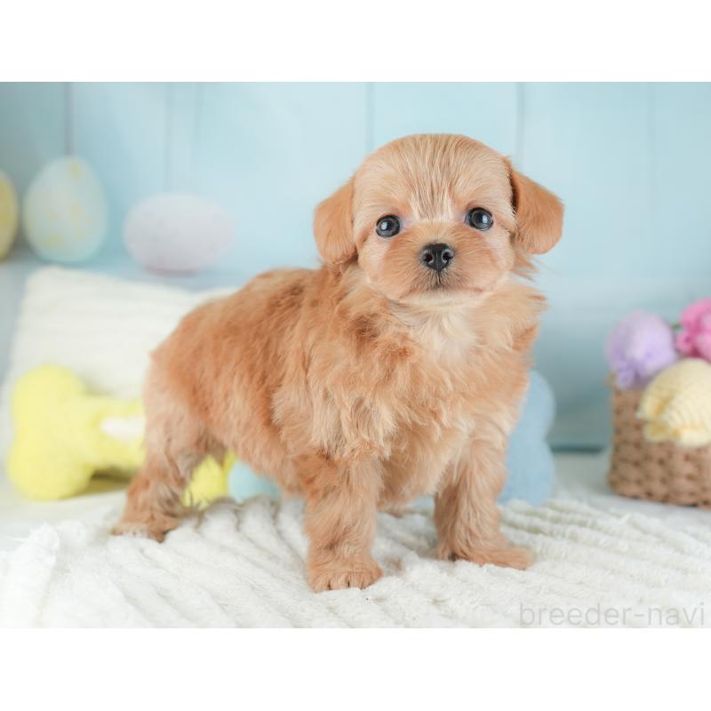 販売中の埼玉県のチワプー:チワワ×トイプードル-446500の4枚目