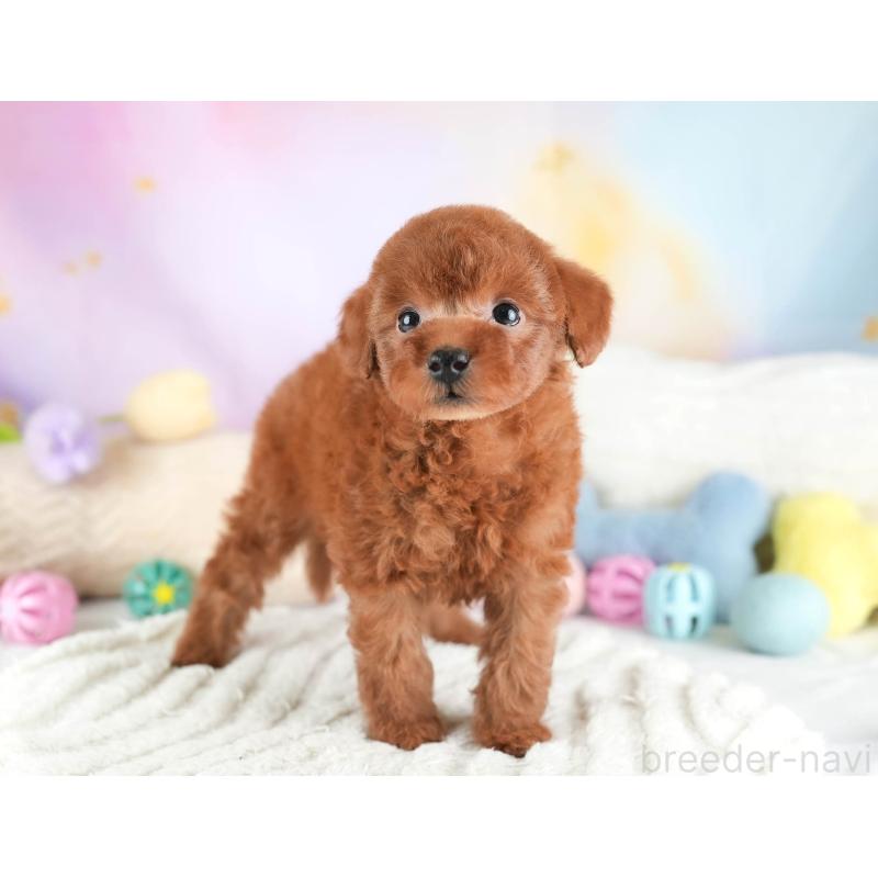 販売中の埼玉県のタイニープードル-446485の11枚目