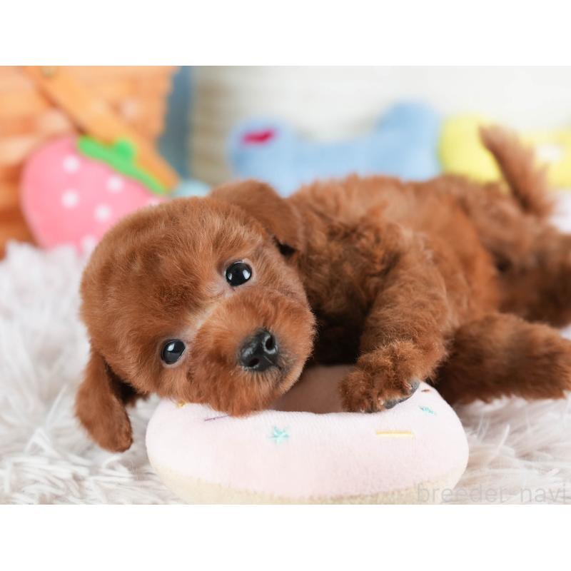 販売中の埼玉県のタイニープードル-446485の9枚目