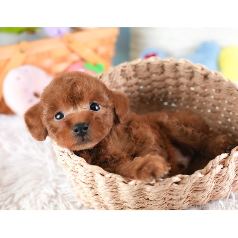 販売中の埼玉県のタイニープードル-446485の8枚目