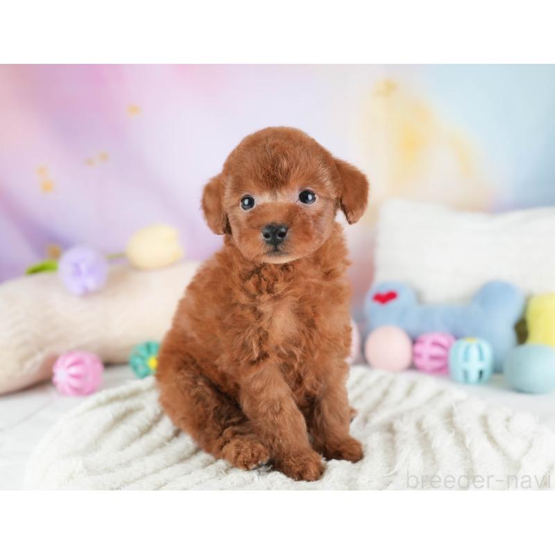 販売中の埼玉県のタイニープードル-446485の6枚目