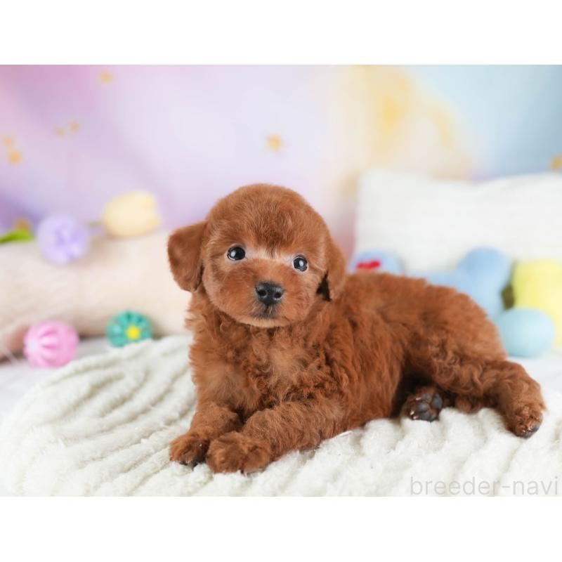 販売中の埼玉県のタイニープードル-446485の5枚目