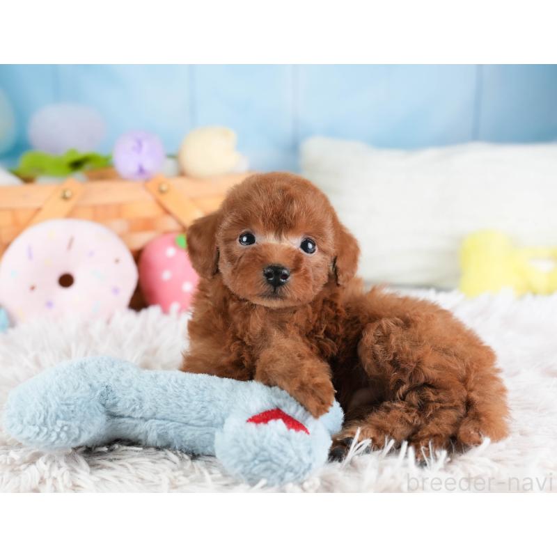 販売中の埼玉県のタイニープードル-446485の4枚目