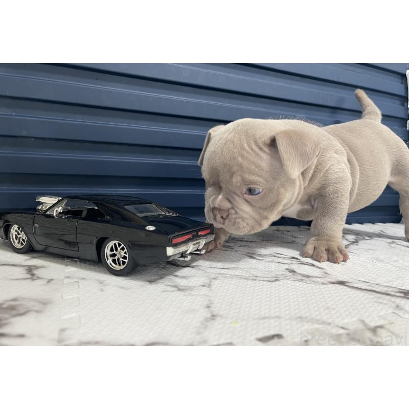 販売中の滋賀県のエキゾチックブリー-440730