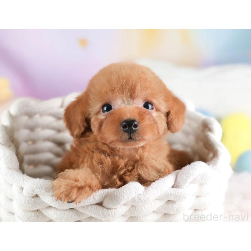 販売中の埼玉県のタイニープードル-446486の9枚目