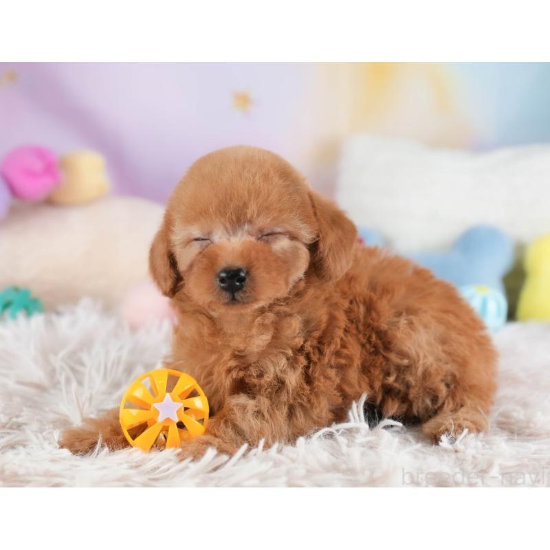 販売中の埼玉県のタイニープードル-446486の7枚目