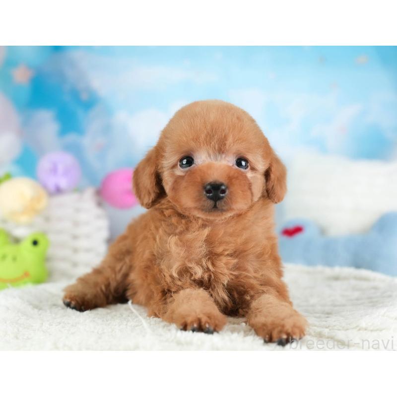 販売中の埼玉県のタイニープードル-446486の5枚目