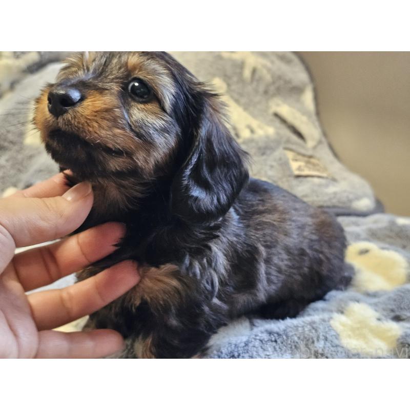 販売中の愛知県のミニチュアダックスフンド(ワイヤーヘアード)-445483の8枚目