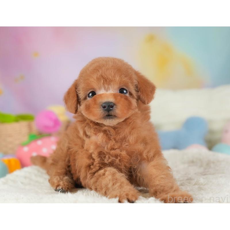 販売中の埼玉県のタイニープードル-446503の12枚目