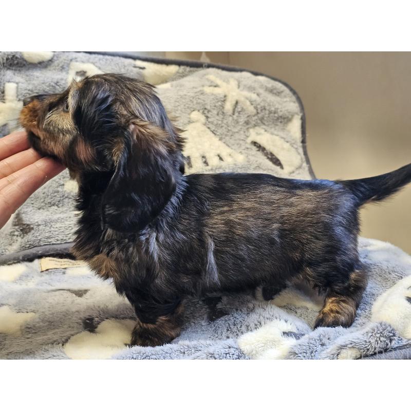 販売中の愛知県のミニチュアダックスフンド(ワイヤーヘアード)-445483の7枚目